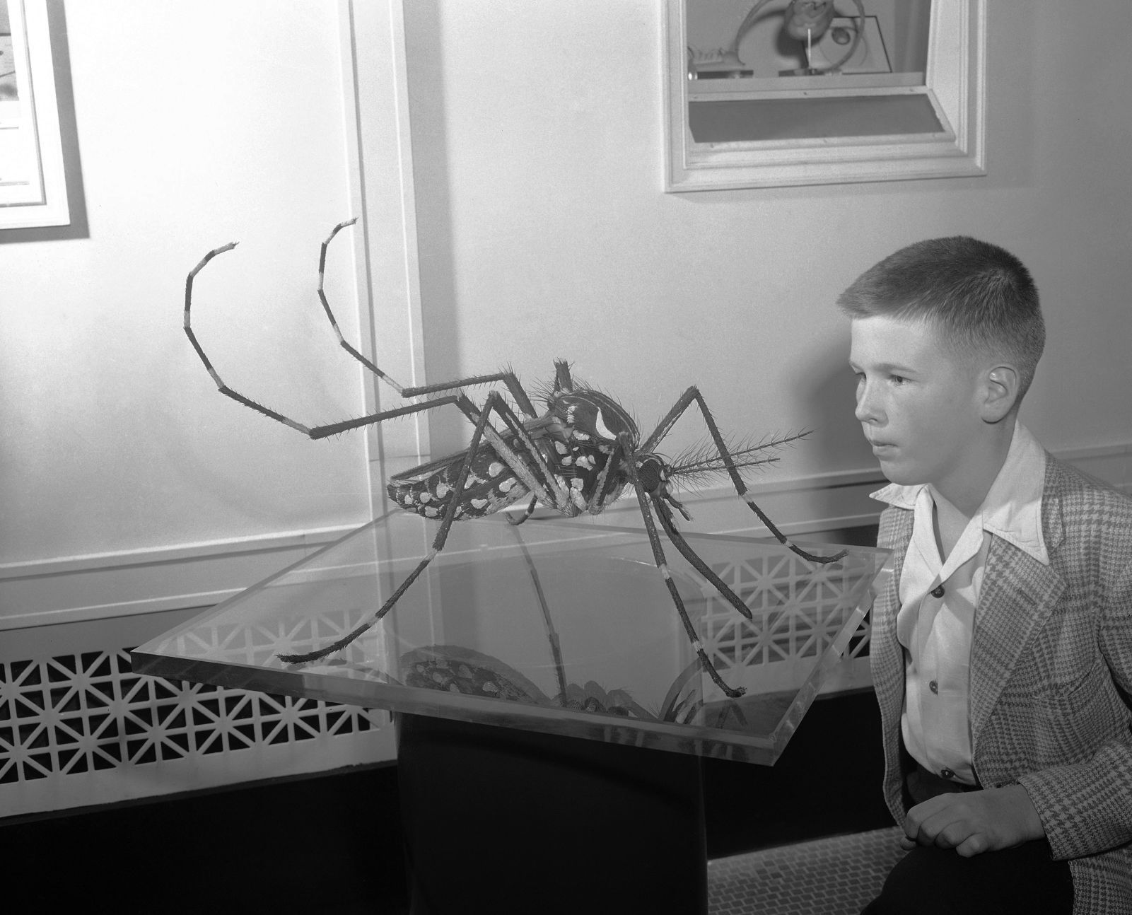 1954: Mosquito